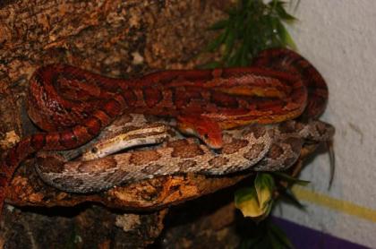 Kornnatter mit Terrarium abzugeben