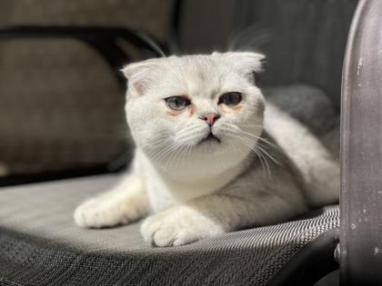 Scottish Gold Katze kater