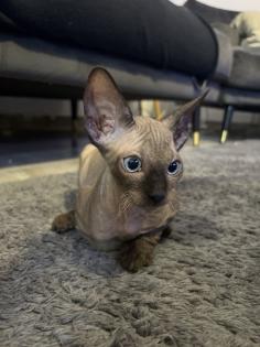 Super süße Can. Sphynx Kitten such ein Zuhause