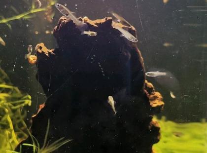 Endler Guppy Babys Jungtiere