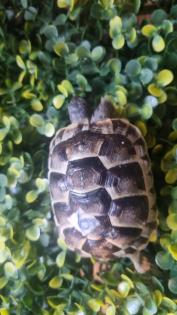 Maurische Landschildkröten aus 2024 - mit Papieren