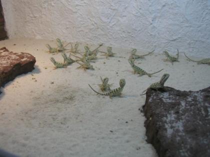 Junge Zwergbartagamen Pogona henrylawsoni