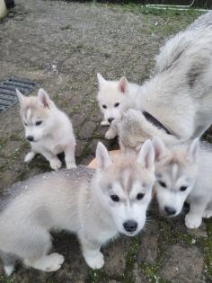 Reinrassige Sibirien Husky