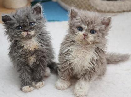 Bezaubernde Selkirk Rex Kitten