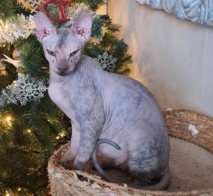 Sphynx Mädchen 8 Monate