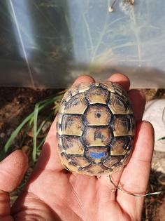Griechische Landschildkröten Nachzuchten 2022, 2023