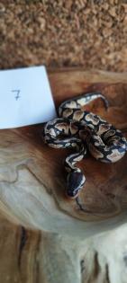 Mehrere Königspythons Regius abzugeben in Soest/Nrw