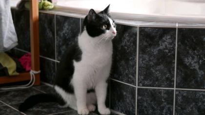 Wer hat Katze Suki gesehen