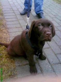Brauner Labrador Rüde