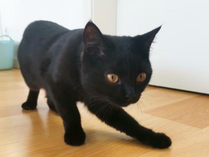 Kater BKH - schwarz/dunkelbraun - 8 Monate alt