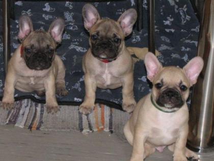 Französische Bulldoggen Welpen aus super Verpaarung