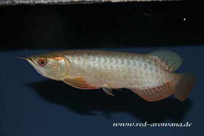 Asiatische Arowanas Drachenfische
