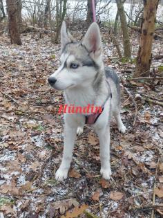 Husky Welpen aus exclusiver Verpaarung suchen ein kuscheliges Zuhause. Nur noch 3 Welpen Verfügba