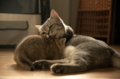 Süße BKH Kitten, British Kurzhaar Katzenbabys