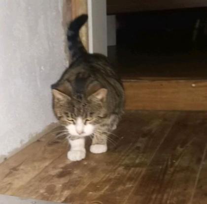 Kater in Krien vermisst Belohnung 1000 Euro