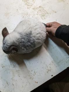 Langschwanz Chinchillas
