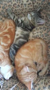 Mischlingskatzen Kitten BHK Mix