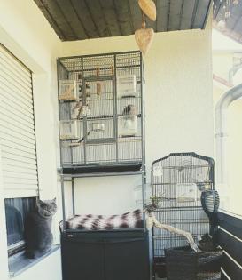 Deckkater BKH