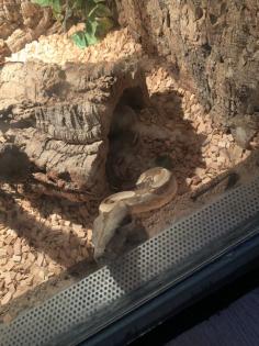 Boa Constrictor Imperator