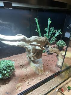 Terrarium inkl. Zubehör ideal für Reptilien, abzugeben
