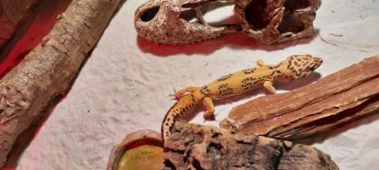 Großes Terrarium incl Leopardgecko