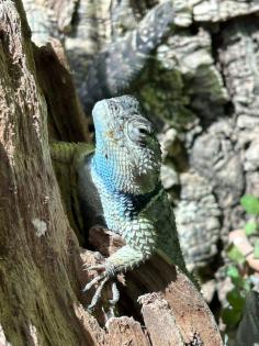Blaue Stachelleguane Blauer Stachelleguan