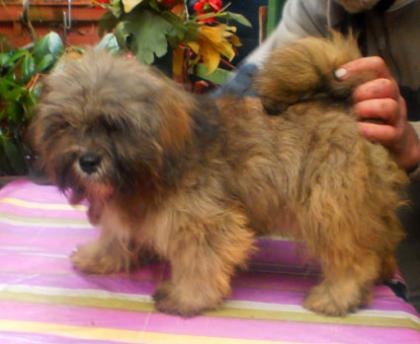 Kleine Apso Wuschel