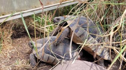 Testudo Marginata NZ 2014