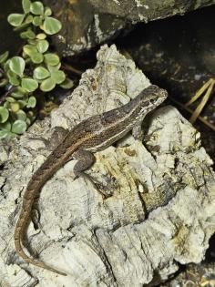 Buntes Maskenleguan -Weibchen sucht ein neues Zuhause