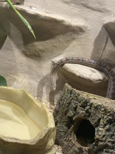 Kornattern mit Terrarium abzugeben
