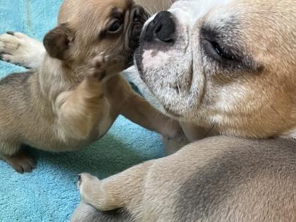 Französische Bulldogge mit Papiere