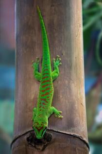 Phelsuma Madagaskar Taggeckos