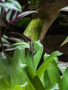 Anolis roquet summus