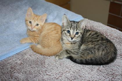Katzenkinder BKH Mix Weibchen zur Abgabe