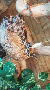 Kornnatter 3 Stück Schwarzweiß, Rotbraun und Natur