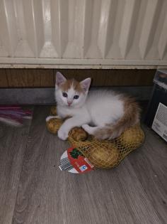 Hauskatze abzugeben
