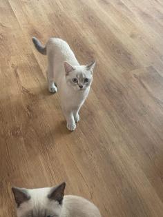 Bkh Katzen Reine Hauskatzen