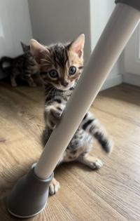 4 zuckersüße Bengal Kitten