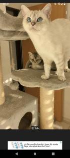 Bkh Seal silver Tabby Point mit Stammbaum