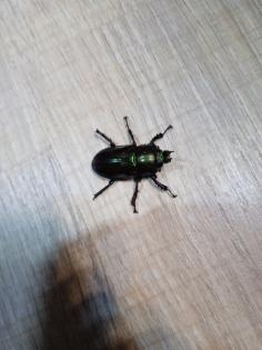 Phalacrognathus muelleri Larven L1