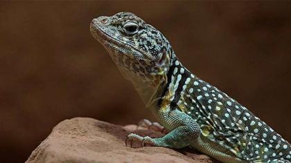Halsbandleguan mit terrarium