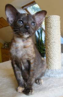 Süße Siam-/ OKH-Katzenkinder und Siamkastratin suchen neue Katzeneltern