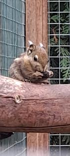 Baumstreifenhörnchen