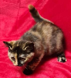 BKH Mädchen in creme und Black-Tortie
