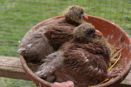 Choco Meulemans Brieftauben