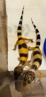 Leopardengeckos aus Hobbynachzucht 2022