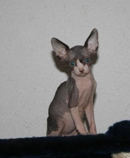 CANADISCHE SPHYNX-Kätzchen