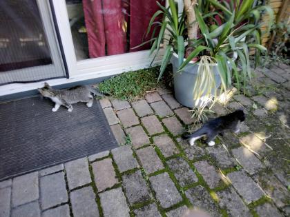 Kitten grau getigert, Hauskatze