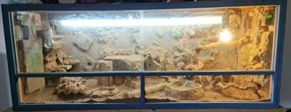 Bartagame mit Terrarium