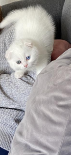 SF/BKH Kitten weiblich weiß